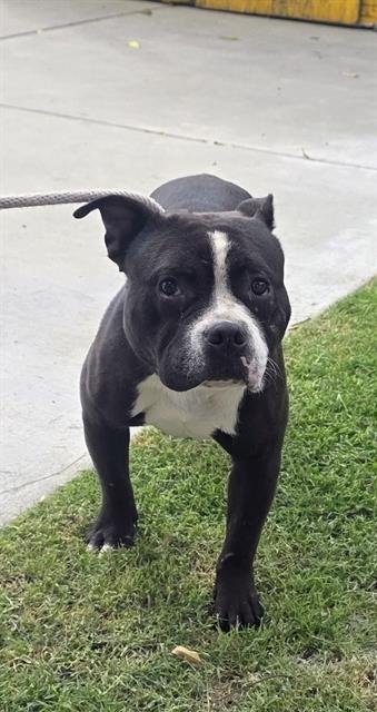 PETER - Pit Bull Terrier available for adoption