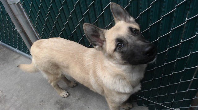 BLOSSOM - Belgian Shepherd Malinois available for adoption