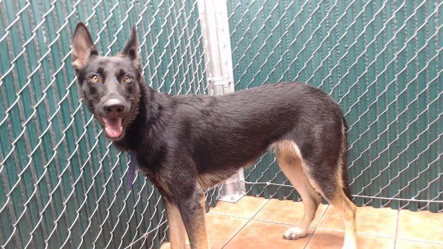 PATTY - German Shepherd Dog available for adoption