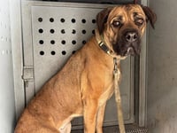 NALA - Photo 1