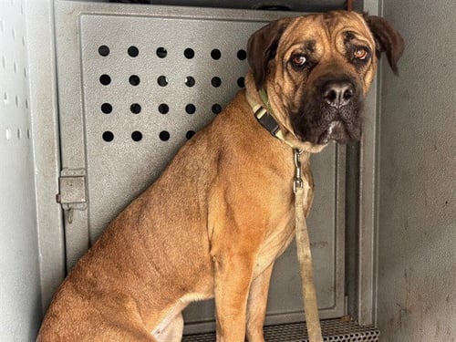NALA - Mastiff available for adoption
