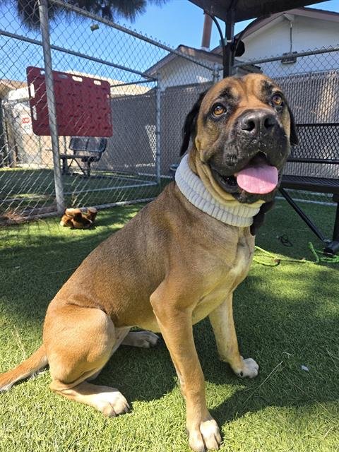 NALA - Mastiff available for adoption