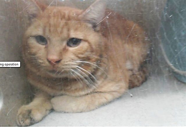 BANZAI - Domestic Short Hair available for adoption