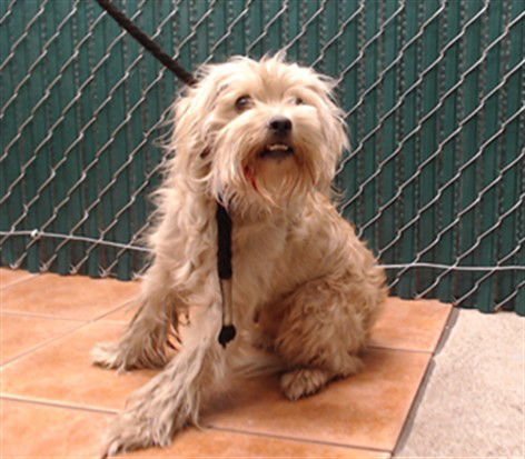 GWEN - Terrier / Maltese available for adoption