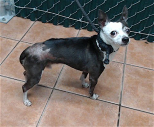 COFFEE - Chihuahua available for adoption