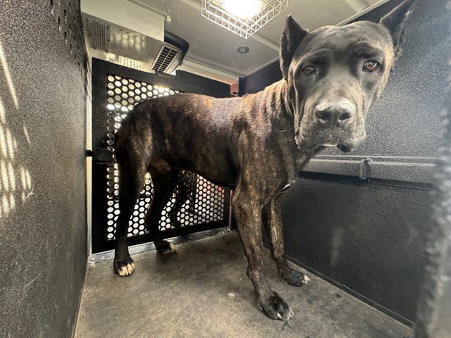 ACE - Cane Corso Mastiff available for adoption