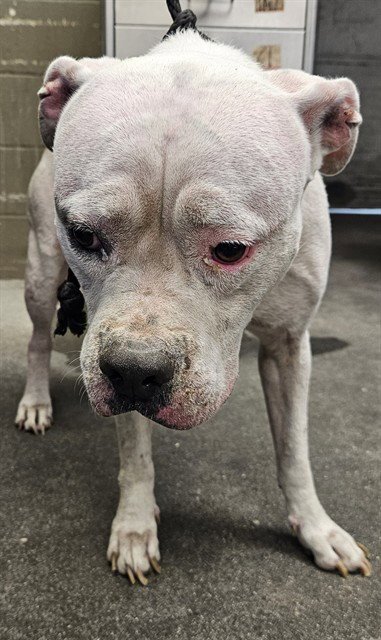 CHANCY - Pit Bull Terrier available for adoption