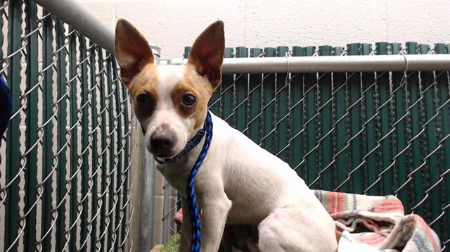 TWIG - Chihuahua available for adoption