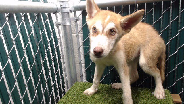 BONNIE Image