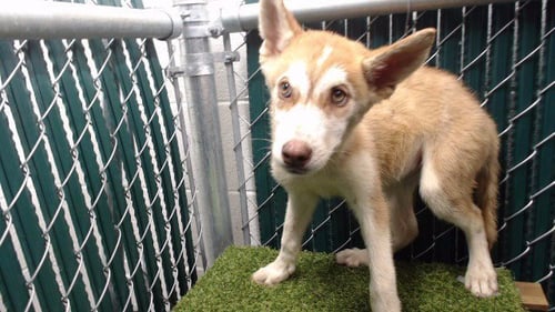BONNIE - Siberian Husky available for adoption