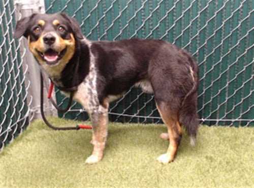 SERGIO - Australian Cattle Dog/Blue Heeler available for adoption