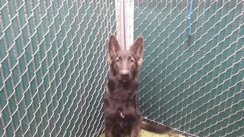 A5803689 - German Shepherd Dog available for adoption