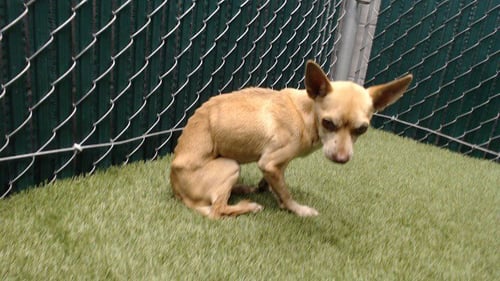 A5806545 - Chihuahua available for adoption