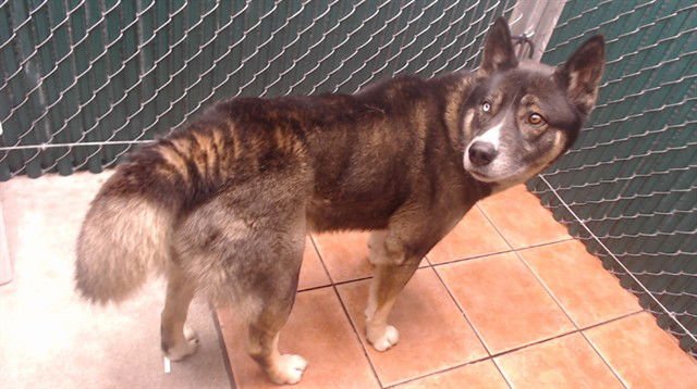 BLUE - Siberian Husky / Akita available for adoption