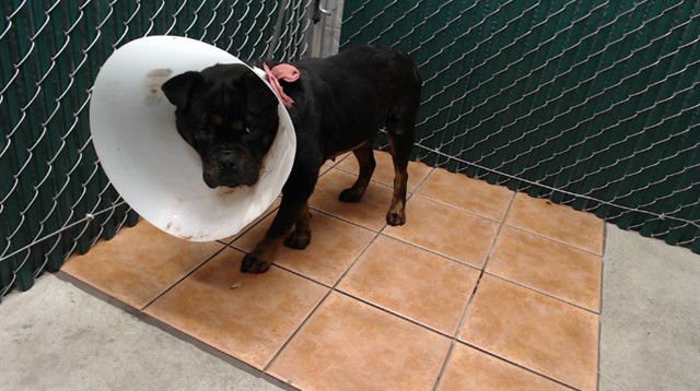 REINA - Rottweiler / Staffordshire Bull Terrier available for adoption