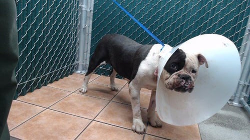 JOY - Pit Bull Terrier available for adoption