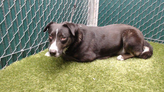 LUNA - Labrador Retriever available for adoption