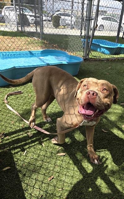 MARIS - Pit Bull Terrier available for adoption