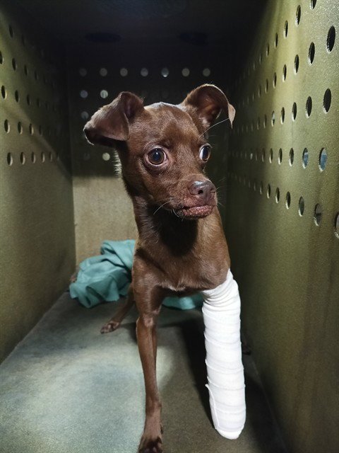 CARAMELLA - Miniature Pinscher available for adoption