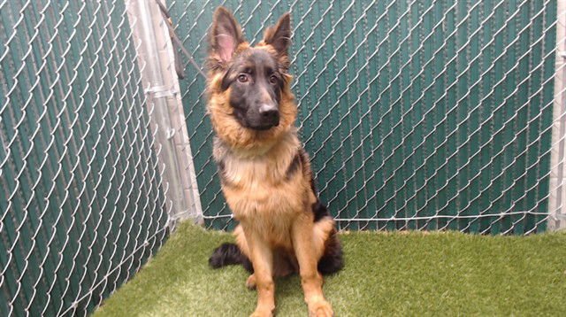 MILLIE - German Shepherd Dog available for adoption