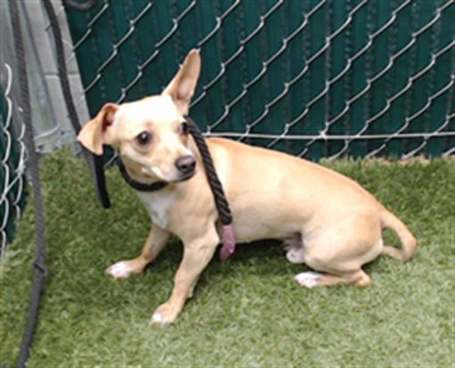 A5748782 - Chihuahua available for adoption