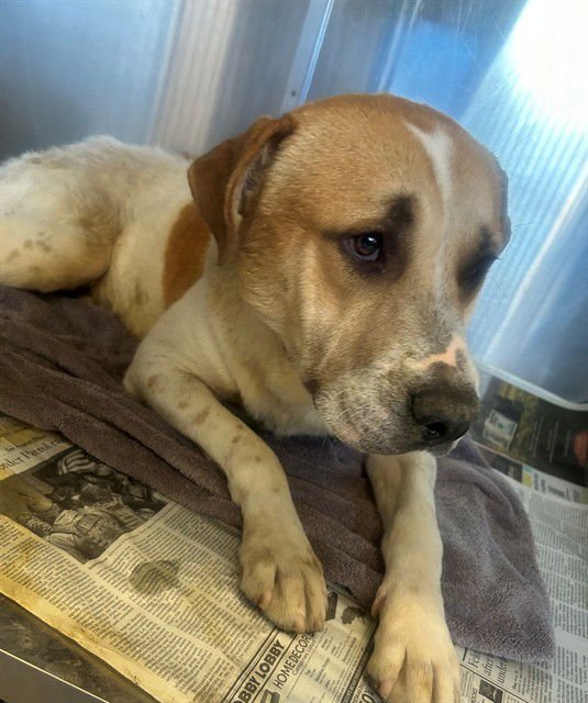 TOMMY - Pit Bull Terrier available for adoption