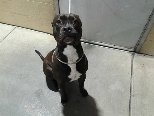 COLLIN - Pit Bull Terrier available for adoption