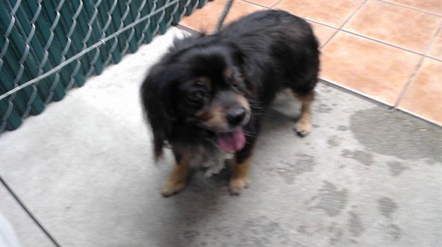 PINKY - Terrier available for adoption