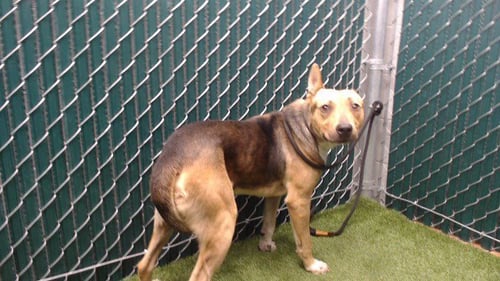 CYRIL - German Shepherd Dog available for adoption