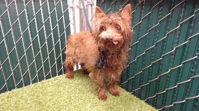 SHAGGARELLA - Terrier available for adoption