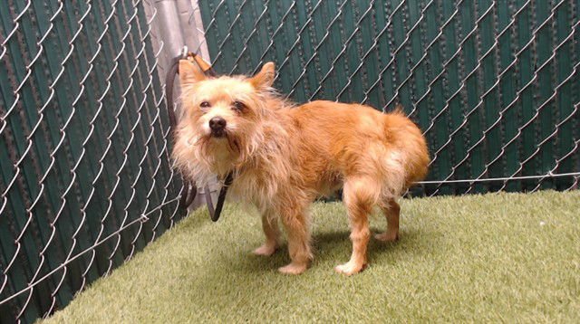A5747745 - Terrier available for adoption