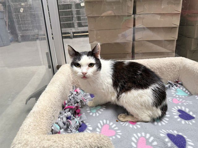 SYD - Domestic Short Hair available for adoption