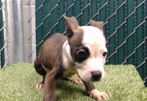 BONITA - Pit Bull Terrier available for adoption