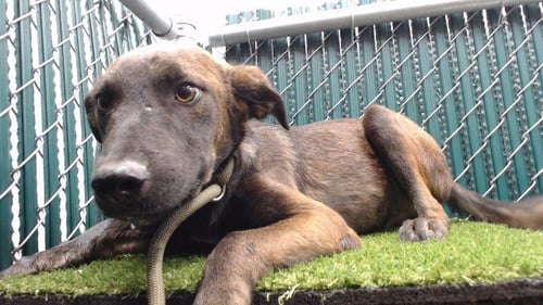 RAIDEN - Pit Bull Terrier / Labrador Retriever available for adoption
