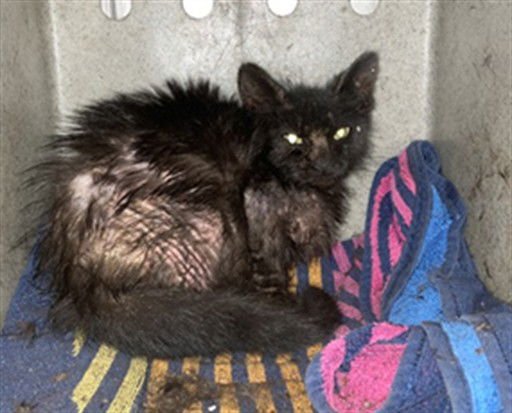 STEVIE - Domestic Short Hair available for adoption