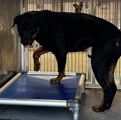 RICKY - Rottweiler available for adoption