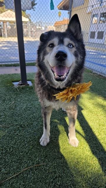 BELLADONNA - Siberian Husky available for adoption