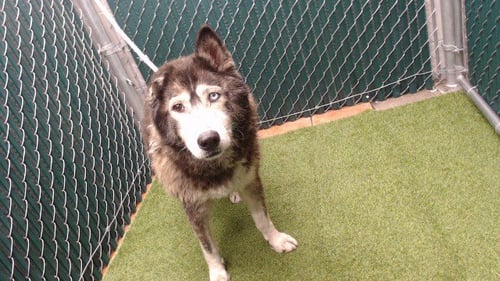 BELLADONNA - Siberian Husky available for adoption