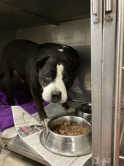 TORRO - Pit Bull Terrier / Rottweiler available for adoption