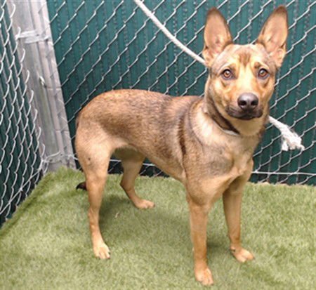 LUNA - German Shepherd Dog available for adoption