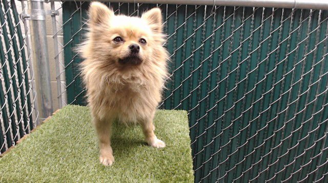 TRISCUIT - Pomeranian available for adoption