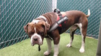 BUCKY - Photo 1