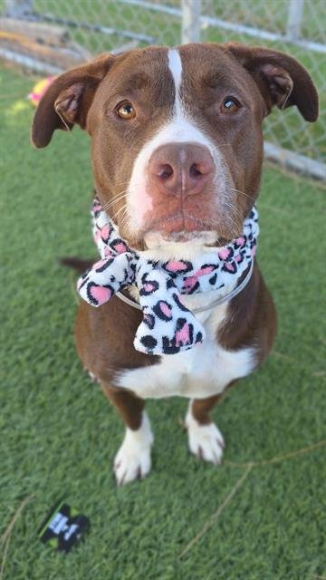 SONIA - Pit Bull Terrier available for adoption