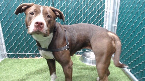 SONIA - Pit Bull Terrier available for adoption