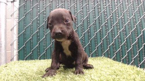 OREO - Pit Bull Terrier available for adoption