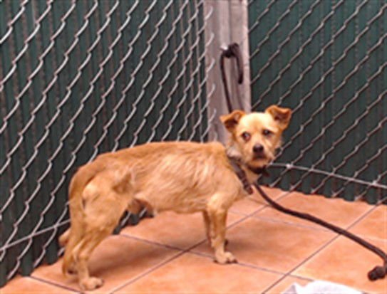 BENITO - Terrier available for adoption