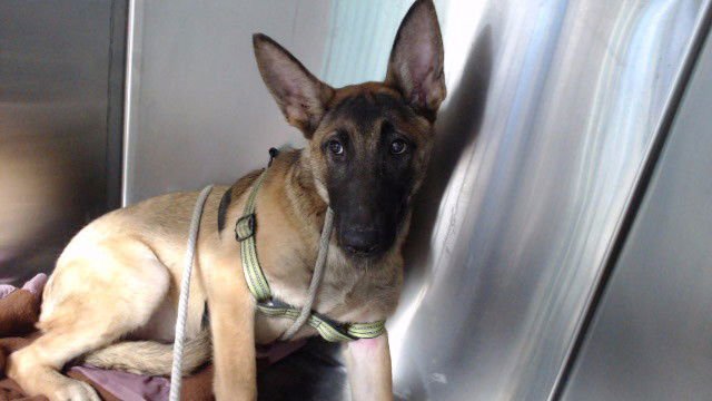 JANET - Belgian Shepherd Malinois available for adoption