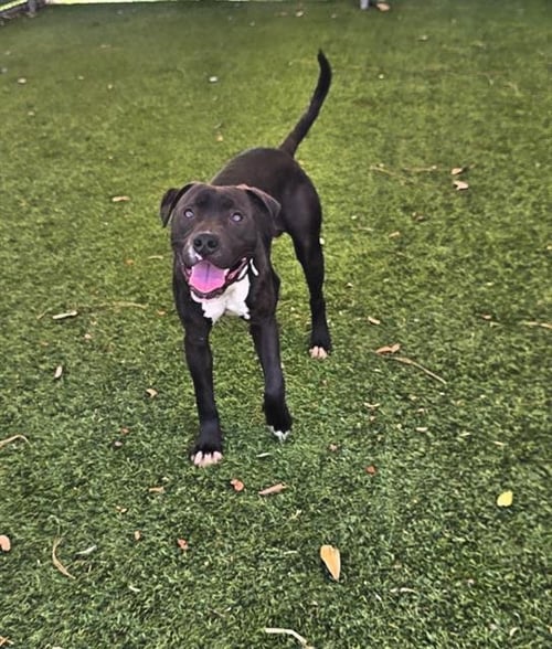 SID - Pit Bull Terrier available for adoption