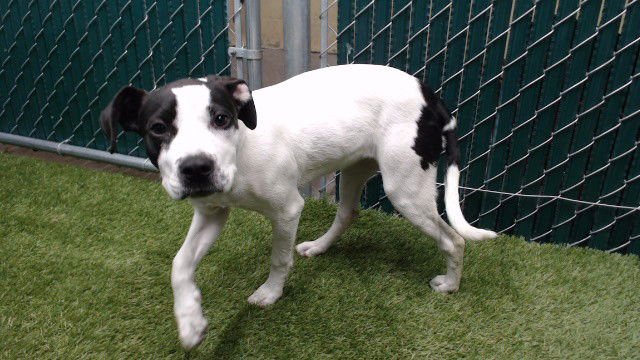 ALEXIE - Pit Bull Terrier available for adoption