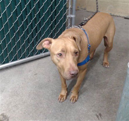 LUCKY - Pit Bull Terrier available for adoption